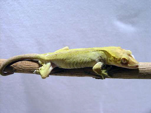 green crested gecko